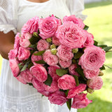 Classic Pinks Garden Rose Bundle
