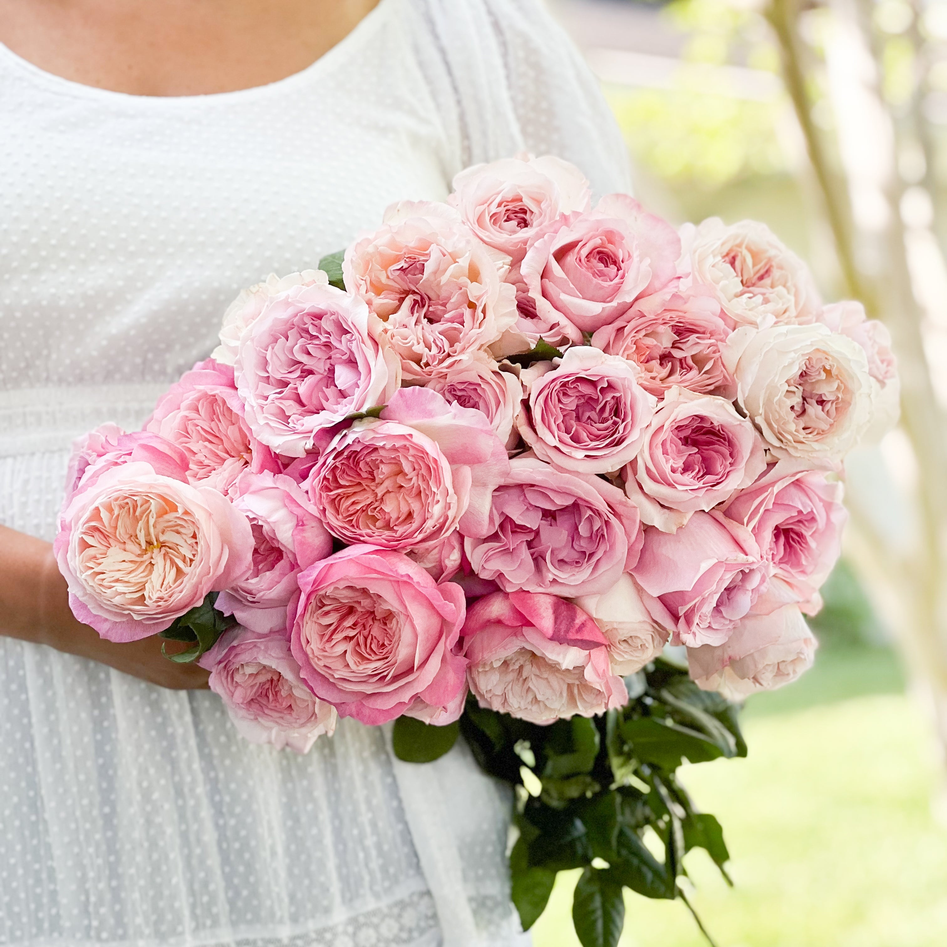 David Austin® Pretty in Pink Garden Rose Bundle