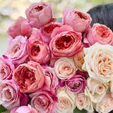 Raspberry and Cream Garden Rose Bundle