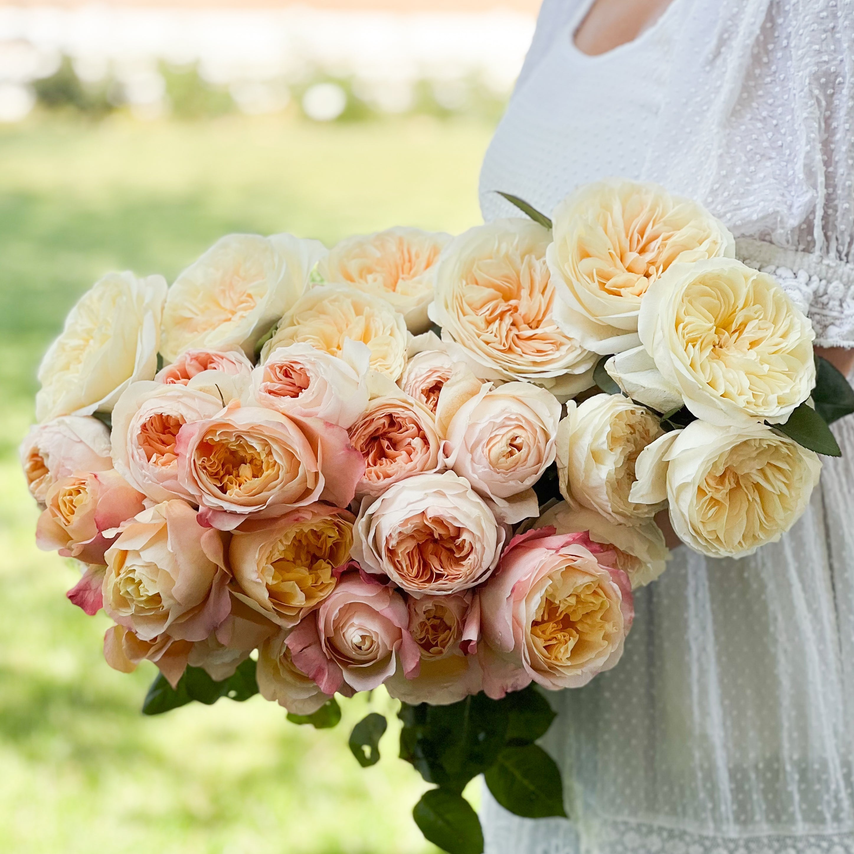 David Austin® Peaches and Cream Garden Rose Bundle