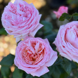 Martha Stewart™ Bare Root Rose Bush
