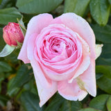 Martha Stewart™ Bare Root Rose Bush