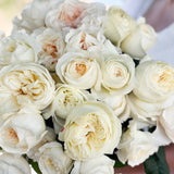 David Austin® Porcelain Palette Garden Rose Bundle