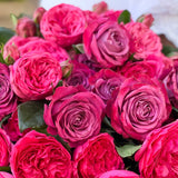 Jewel Tones Garden Rose Bundle