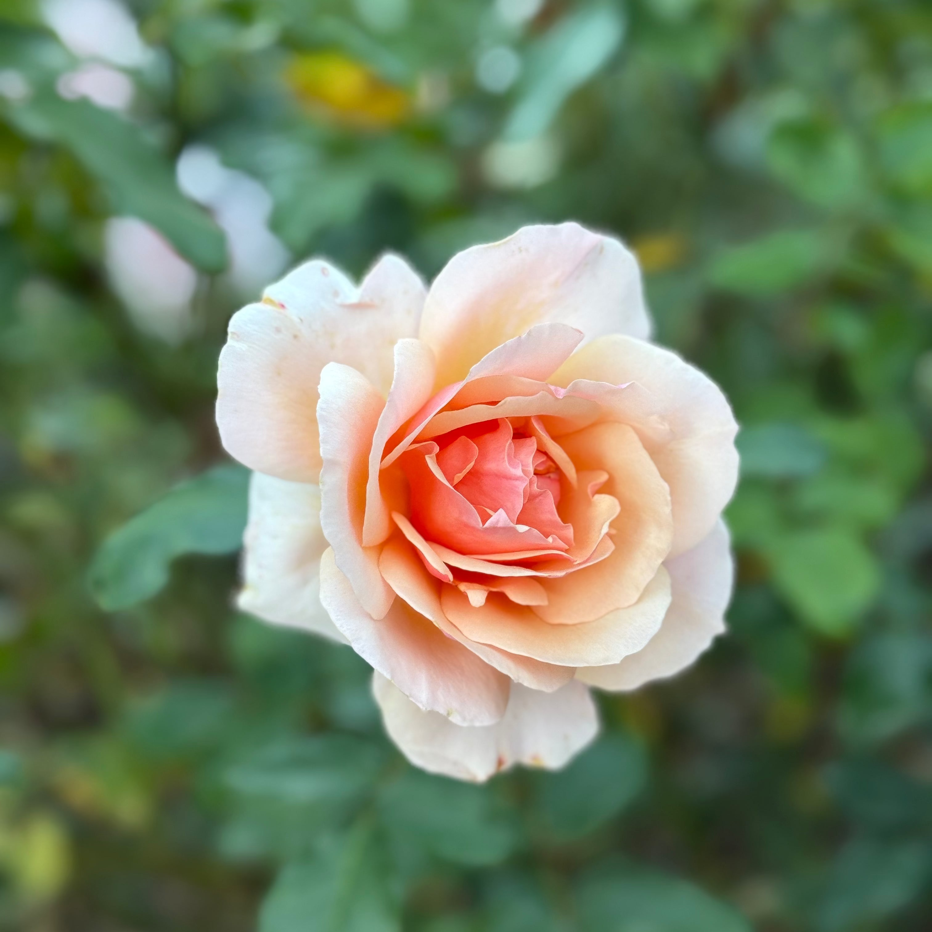 Mother of Pearl® Potted Rose Bush