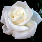 Close-up of a white rose against a dark background