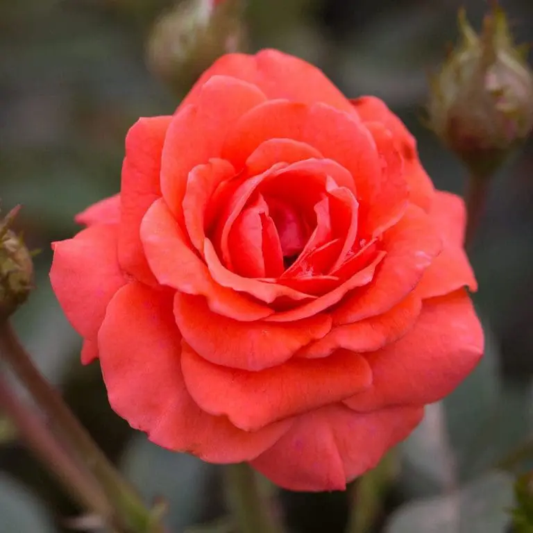 Sunblaze® Salmon Bare Root Tree Rose