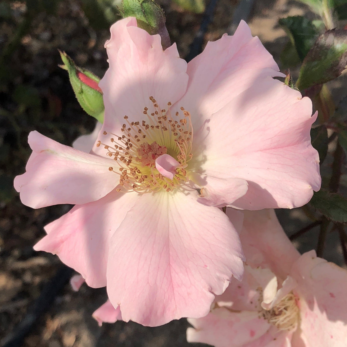 Dainty Bess Rose Bush