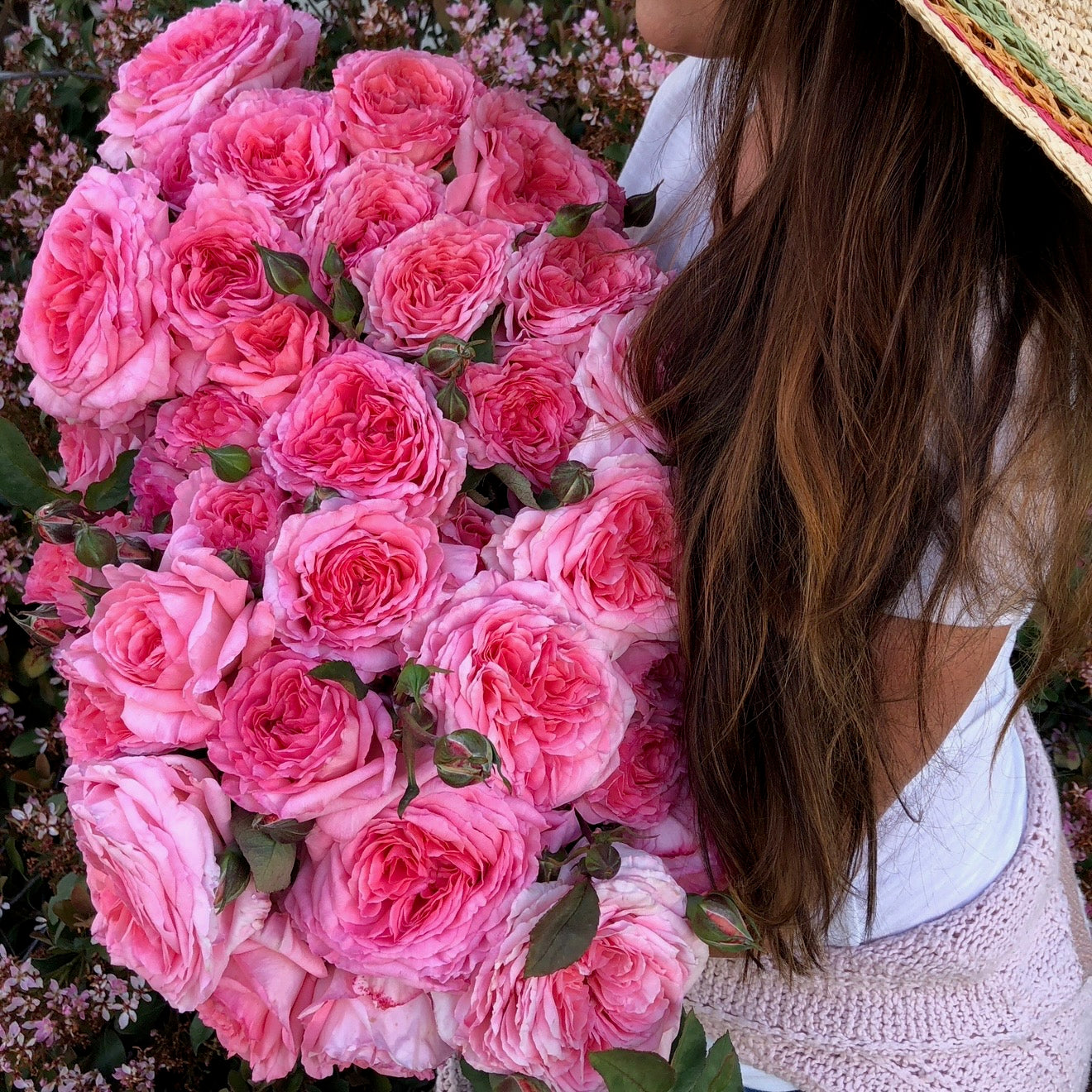 Liv Tyler™ Bare Root Rose Bush