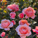 State of Grace™ Bare Root Tree Rose