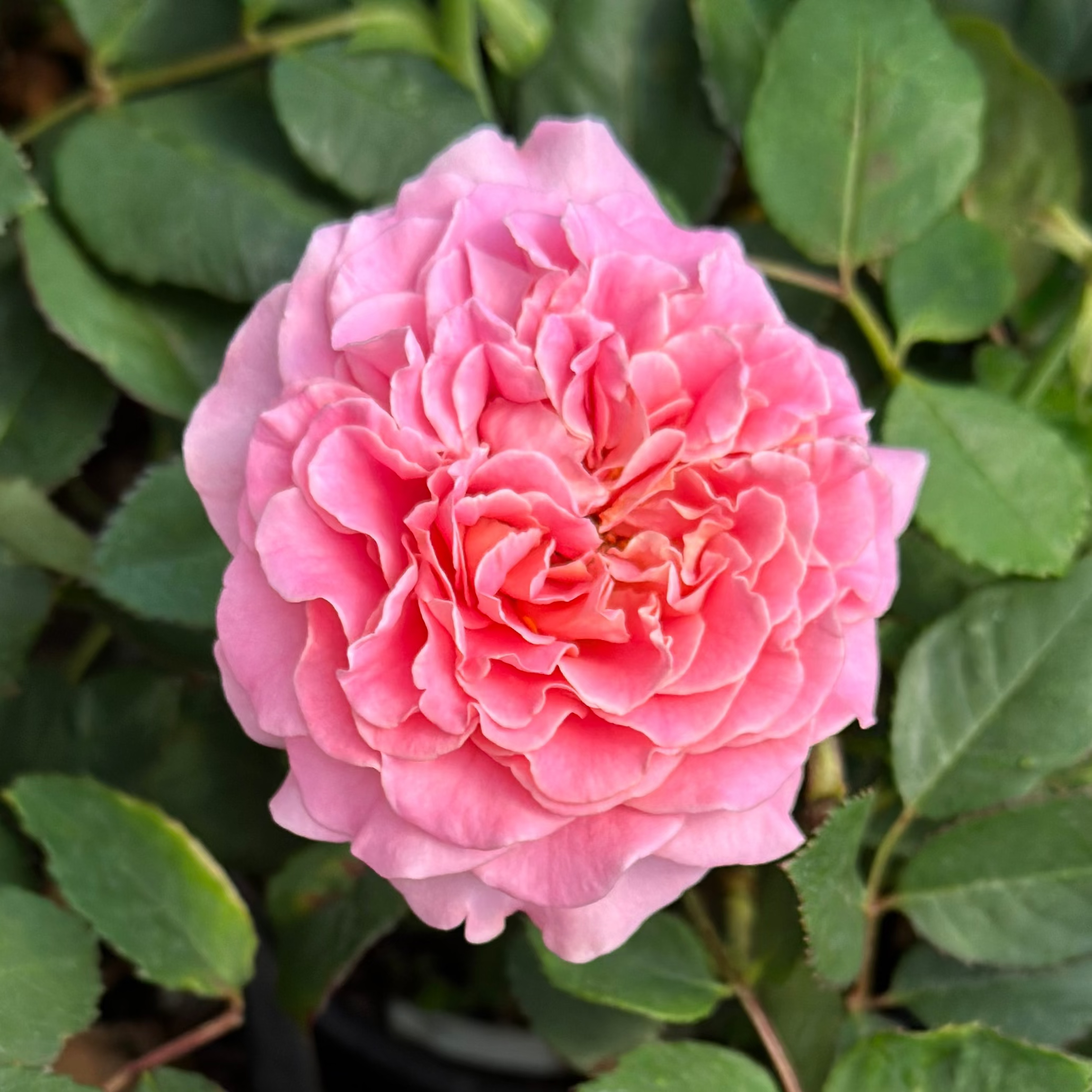 Ashley Potted Rose Bush