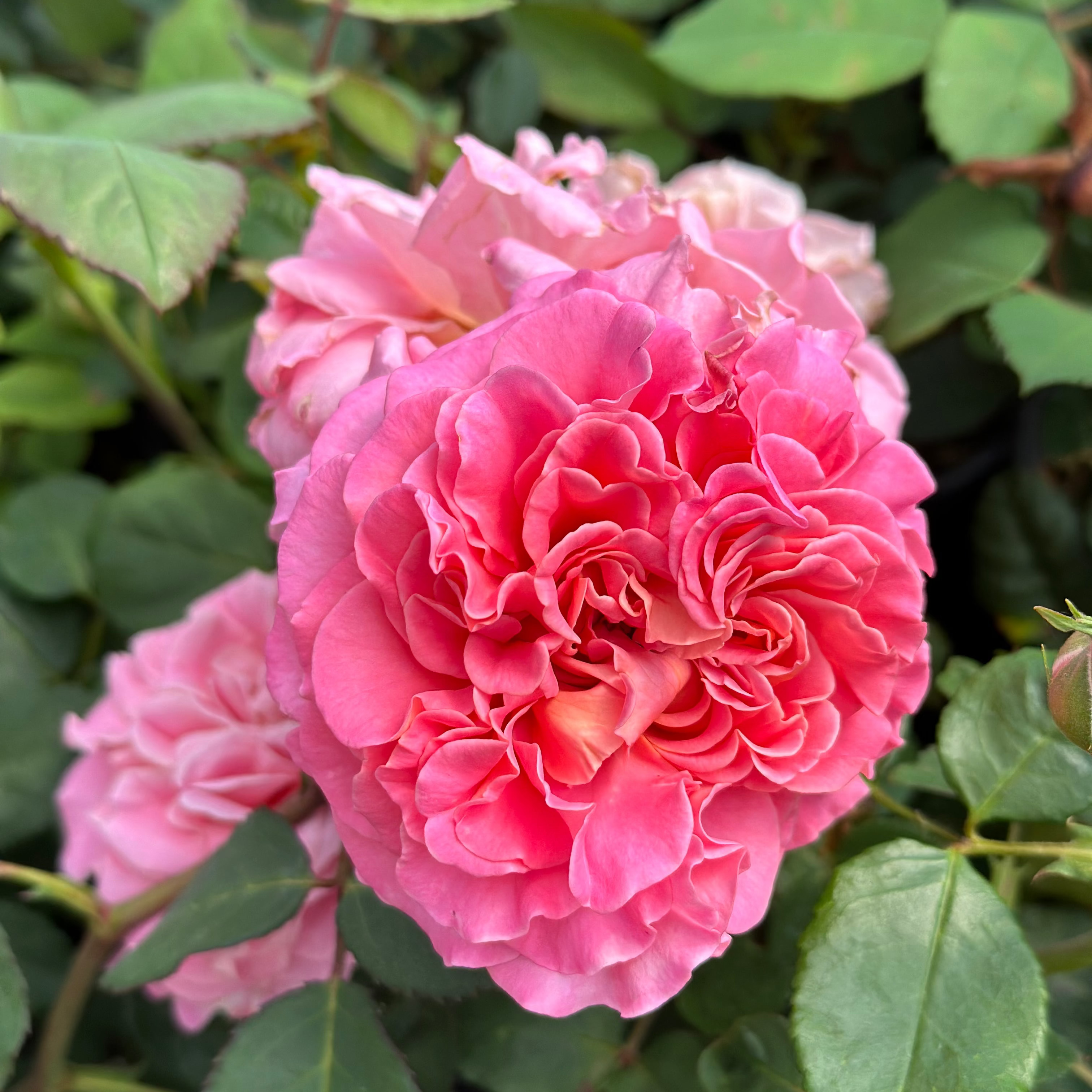 Ashley Potted Rose Bush