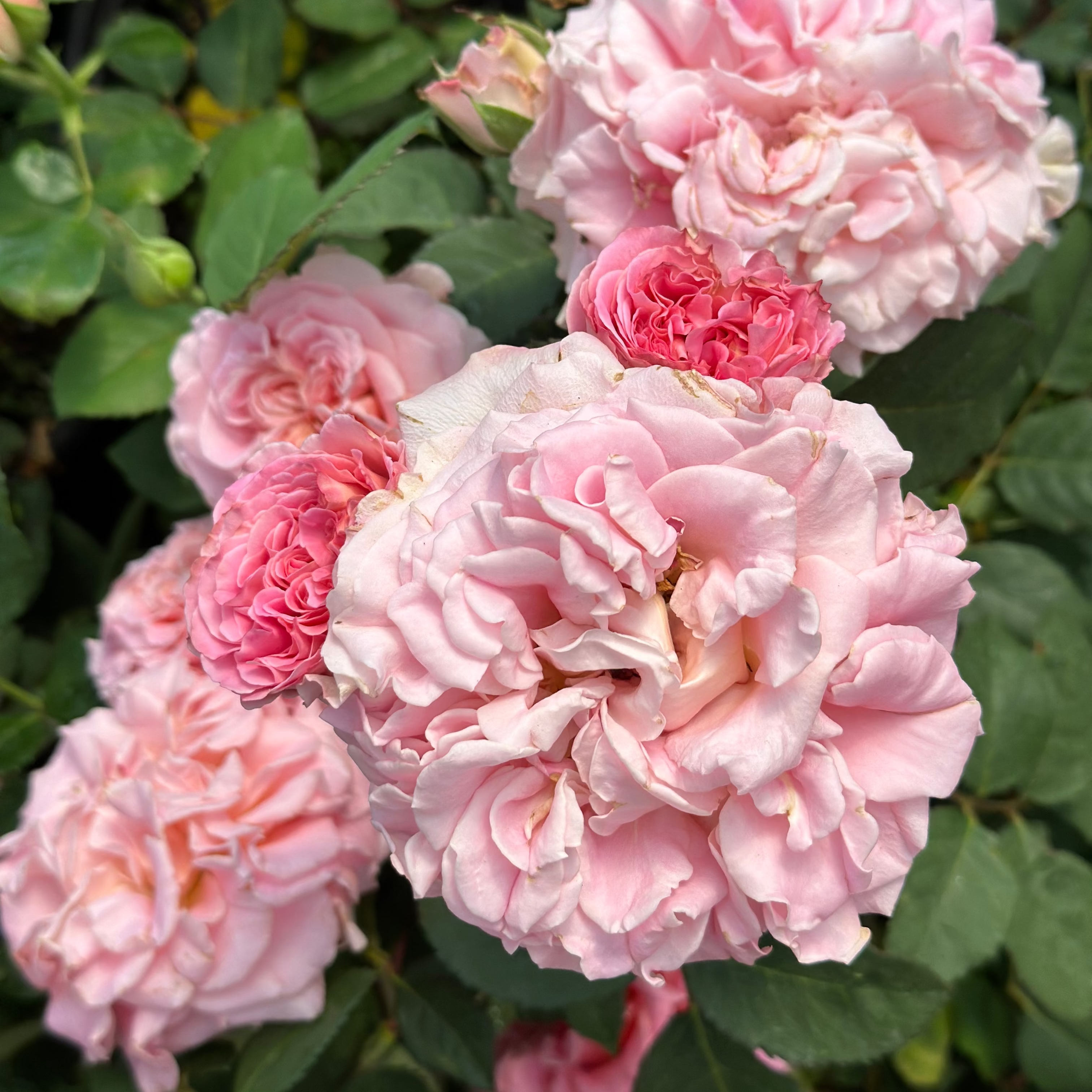 Ashley Potted Rose Bush