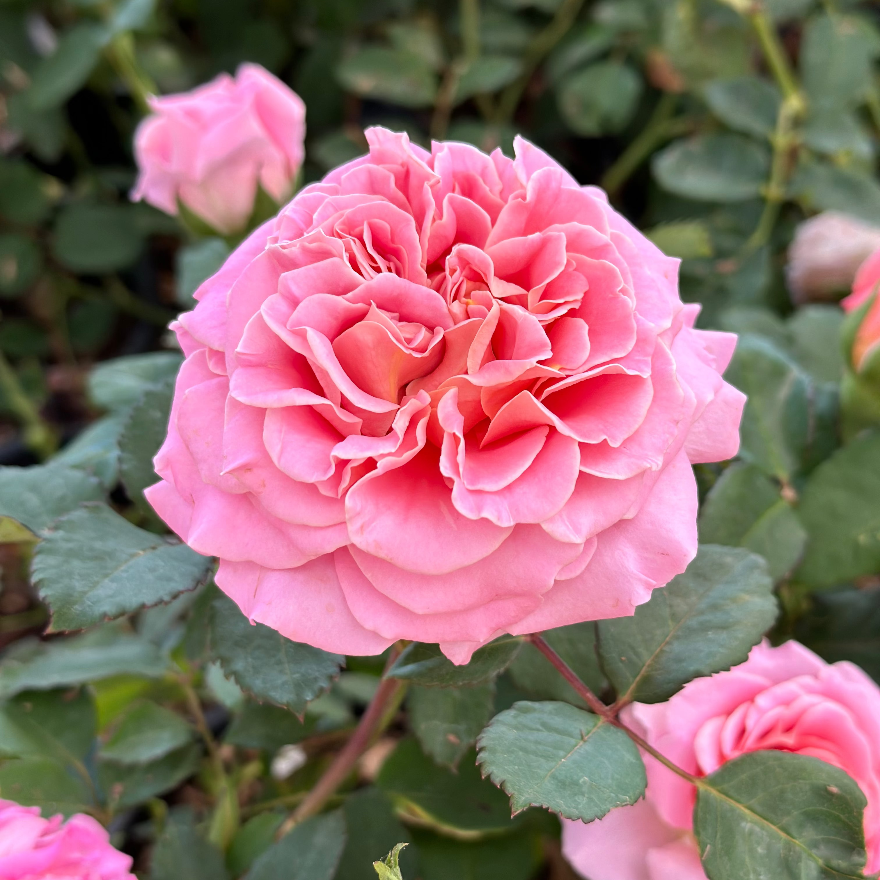 Ashley Potted Rose Bush