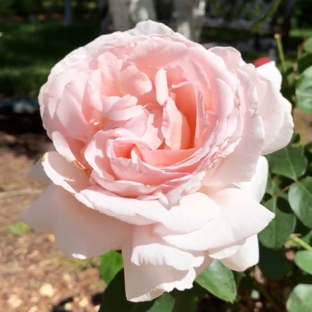 Betty White™ Potted Rose Bush