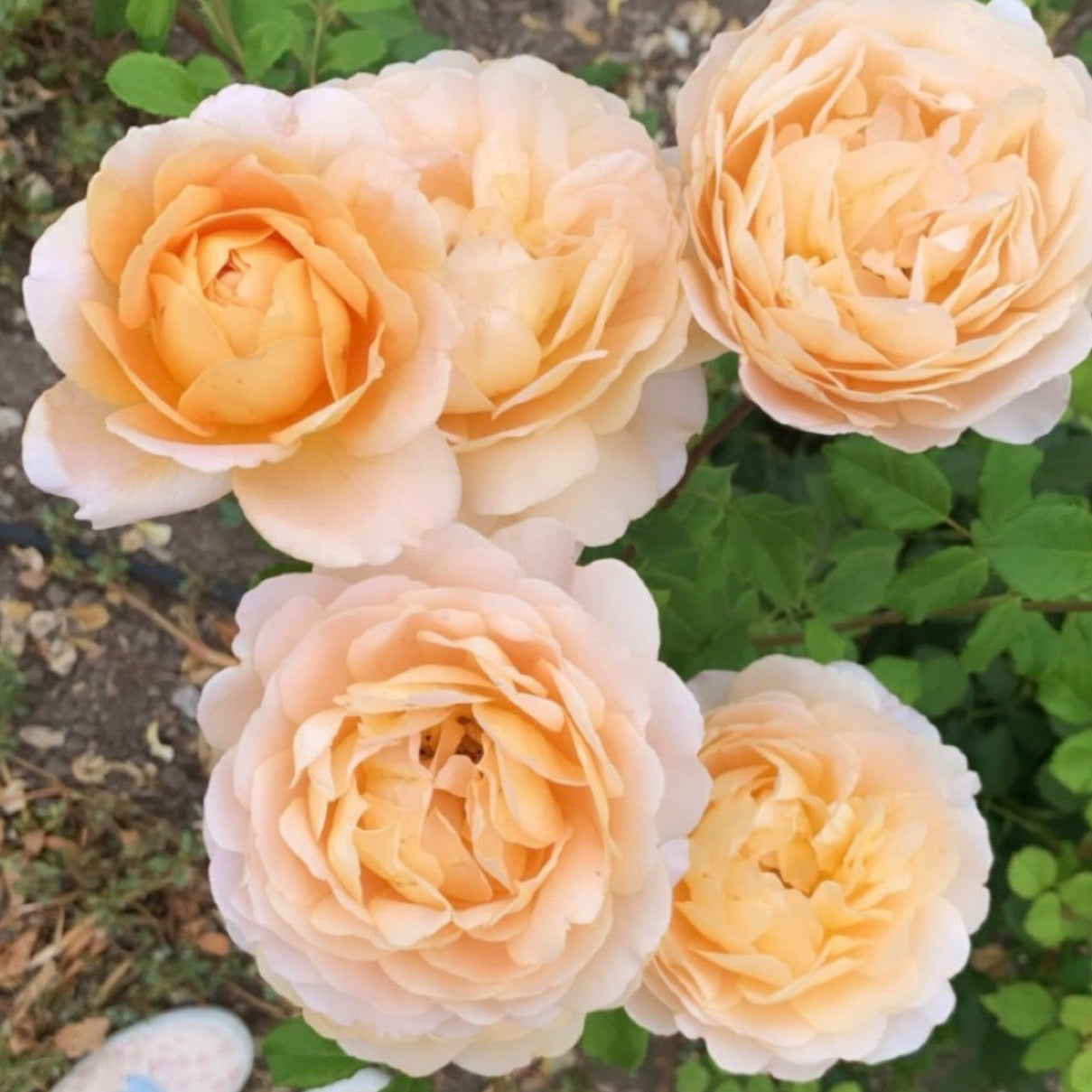 David Austin® Golden Celebration® Potted Climbing Rose