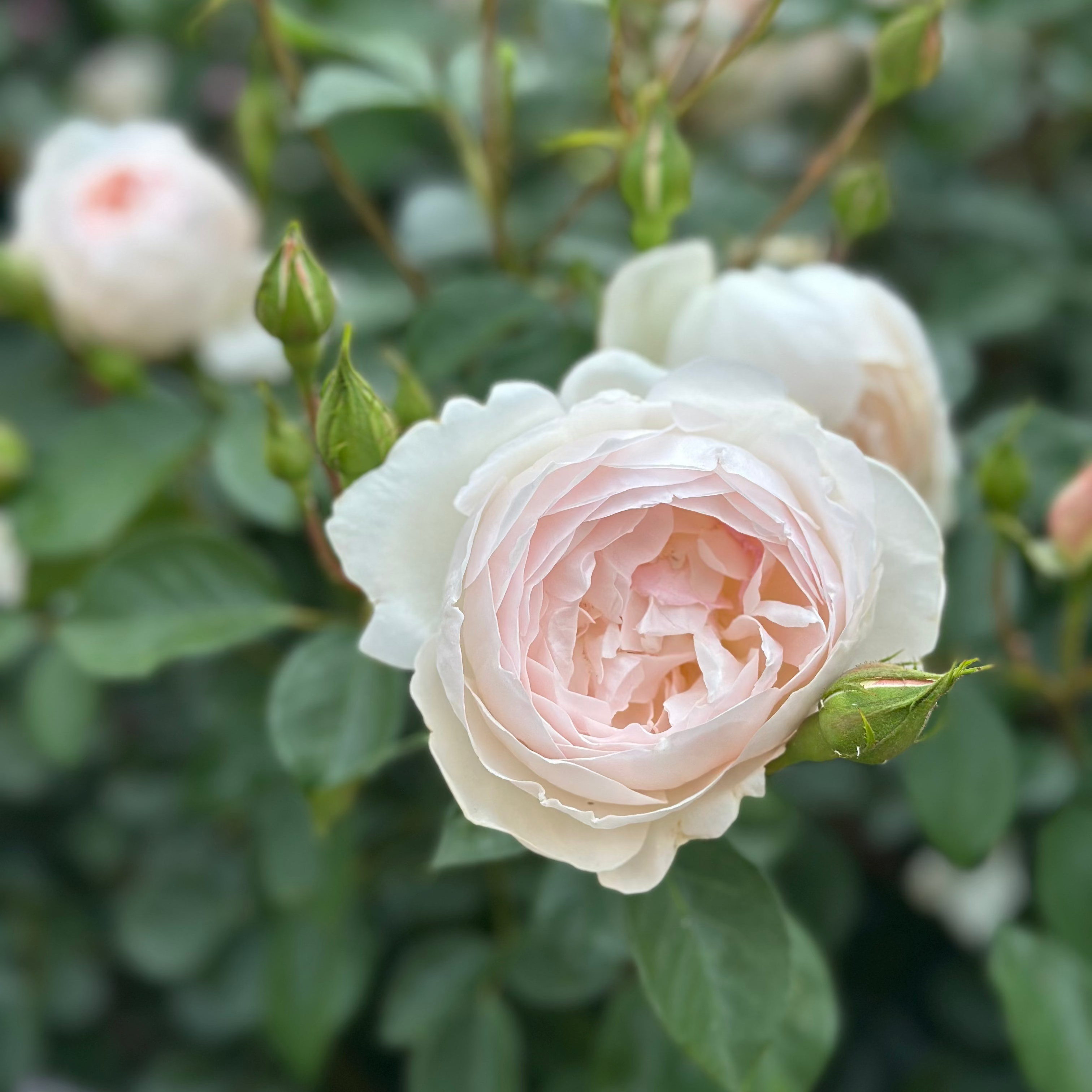 David Austin® Desdemona™ Potted Rose Rose