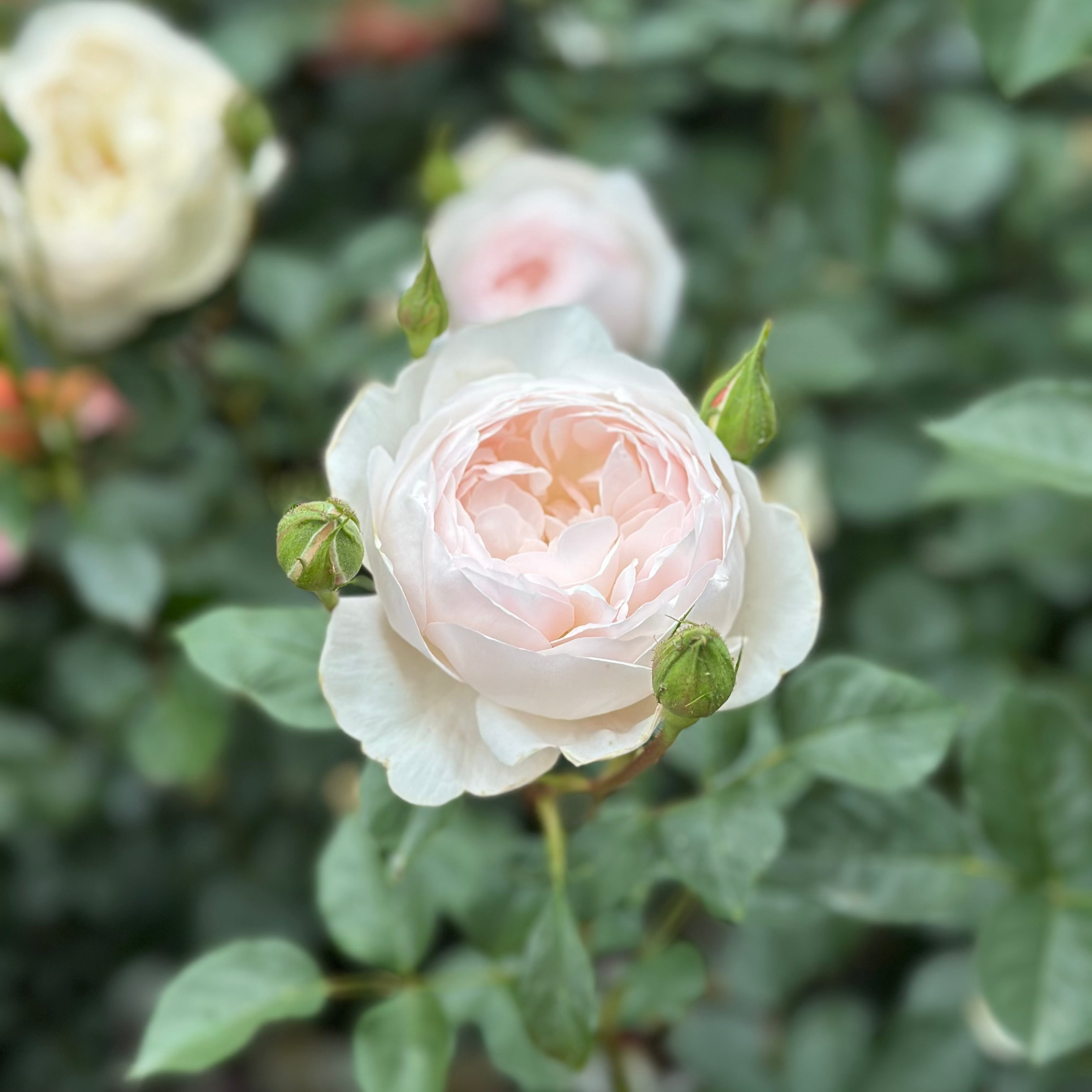 David Austin® Desdemona™ Potted Rose Rose