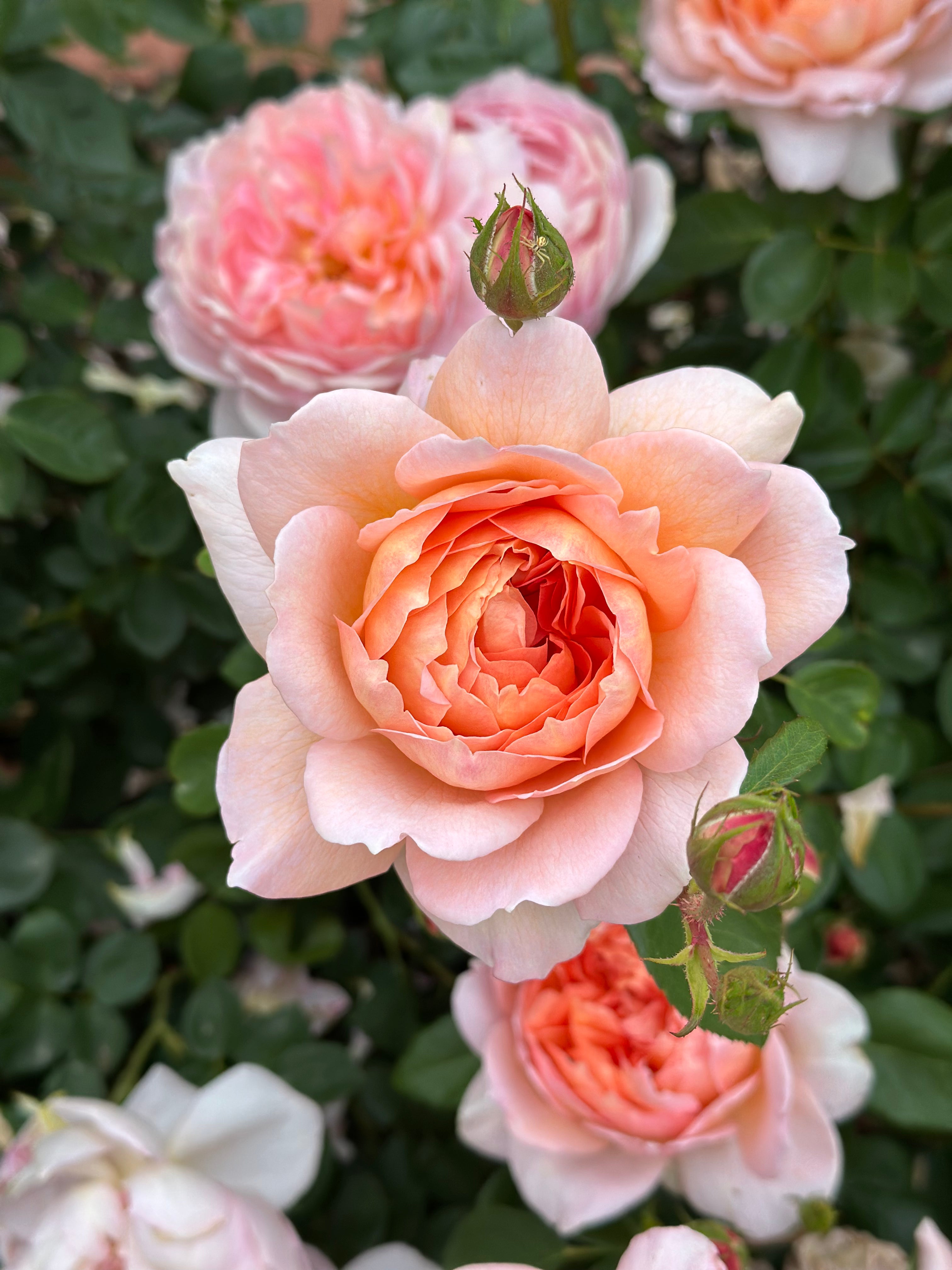 David Austin® Carding Mill® Potted Rose Bush