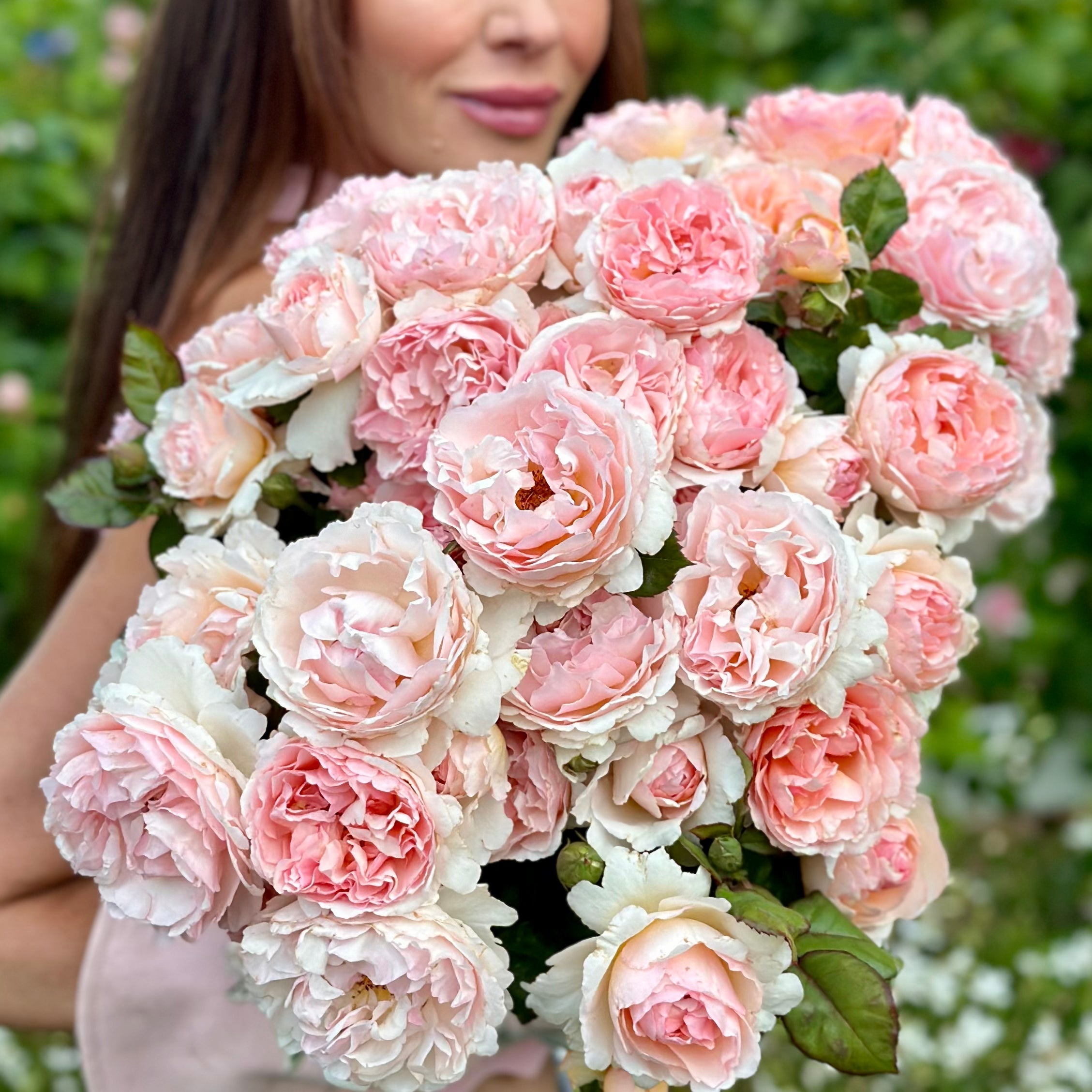 Princesse Charlene de Monaco® Potted Climbing Rose