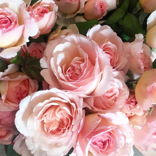 Princesse Charlene de Monaco® Potted Climbing Rose