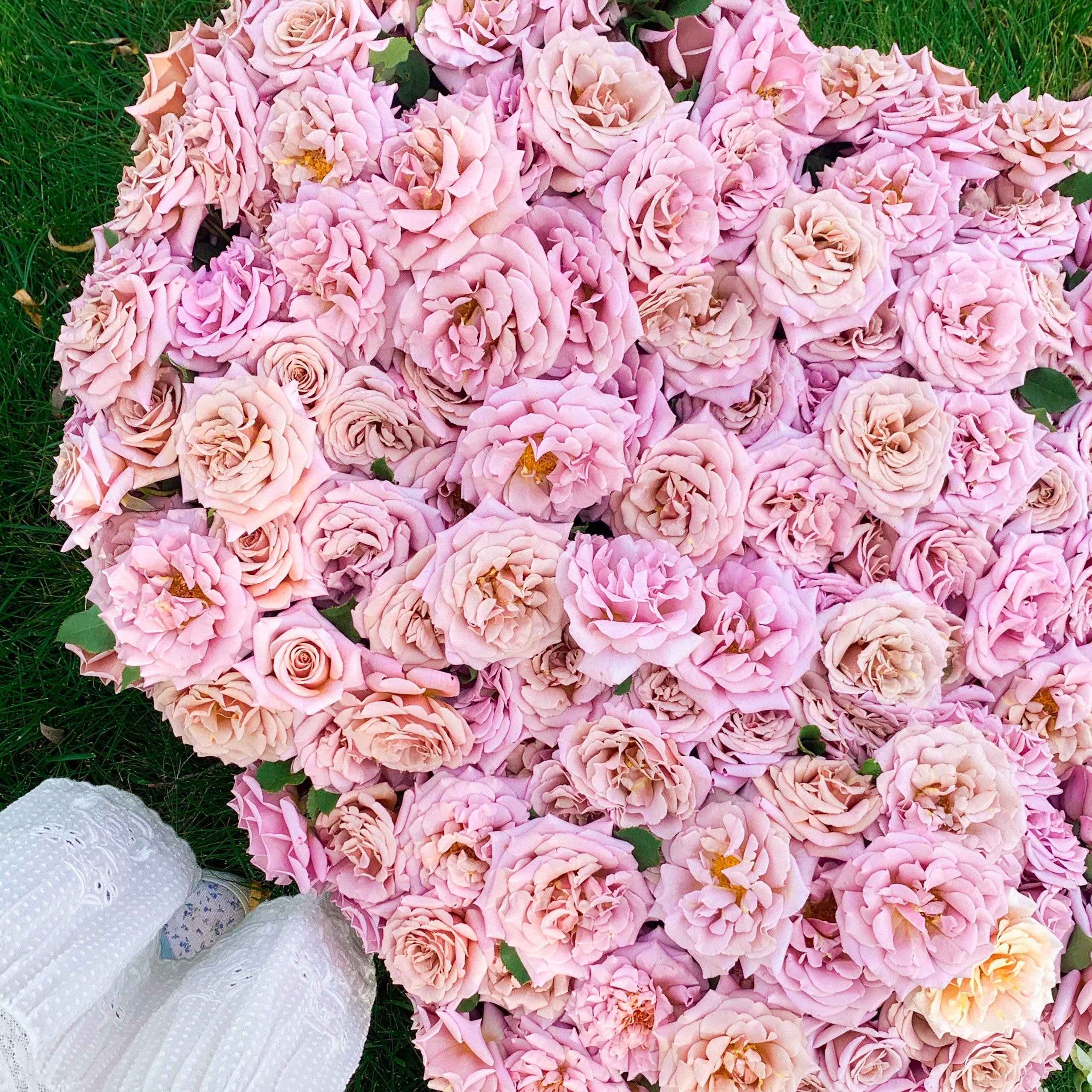 Koko Loko™ Bare Root Rose Bush