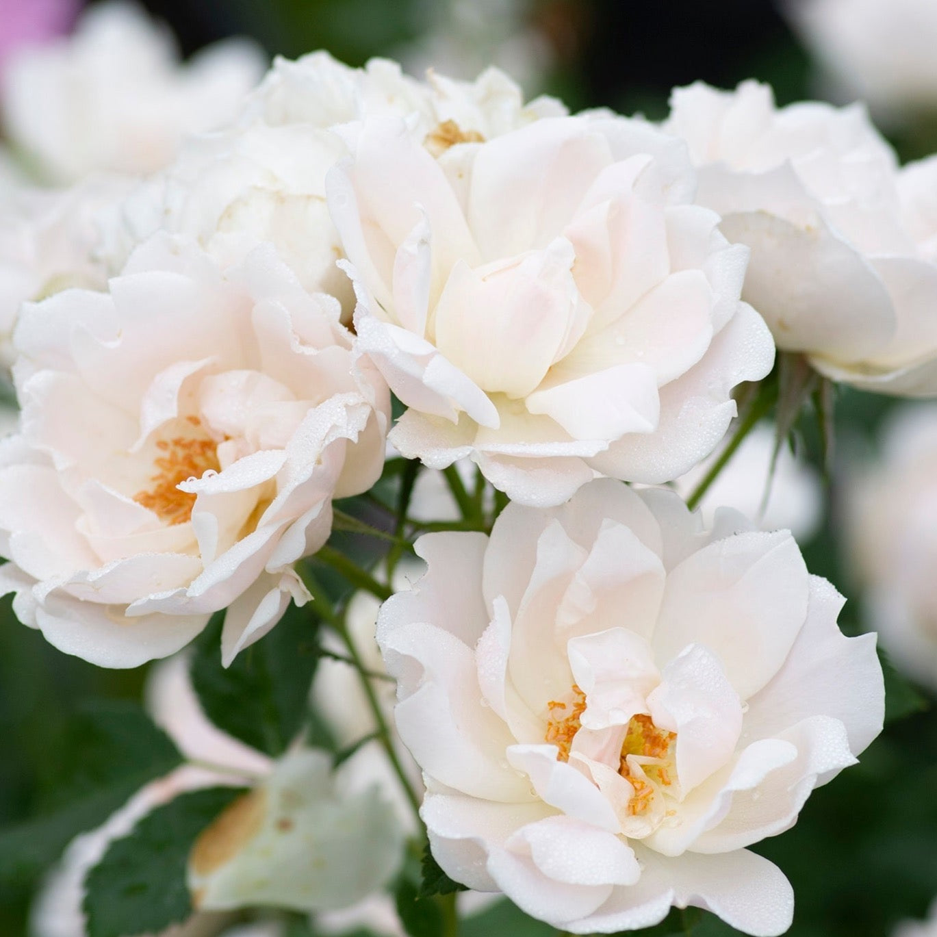 Icecap™ 36" Potted Tree Rose
