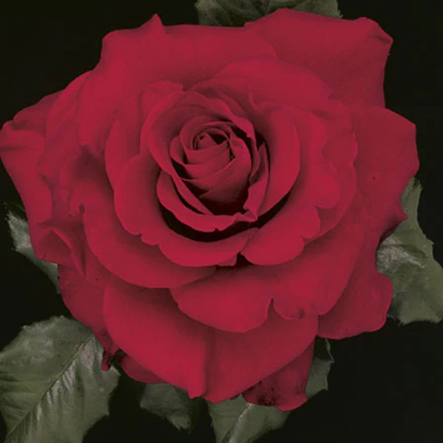 In The Mood™ Potted Rose Bush