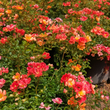 Floral bush with pink, orange, and red flowers