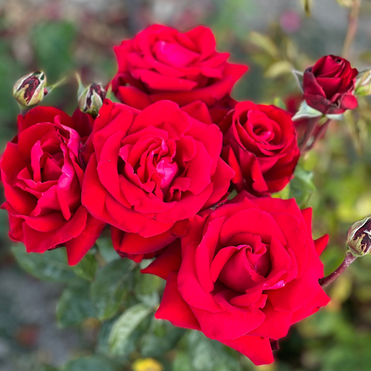 Ingrid Bergman® Potted Rose Bush