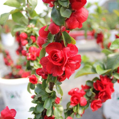 Chaenomeles speciosa 'Scarlet Storm' USPP 20,951 - PW® Double Take™ Scarlet Flowering Quince