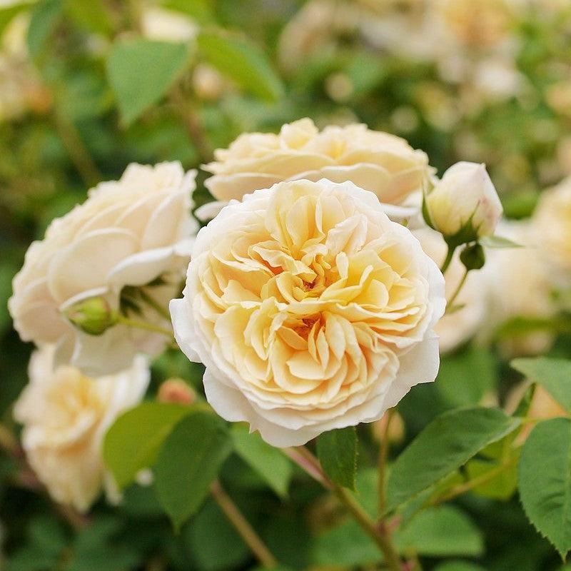 David Austin® Teasing Georgia® Potted Rose Bush