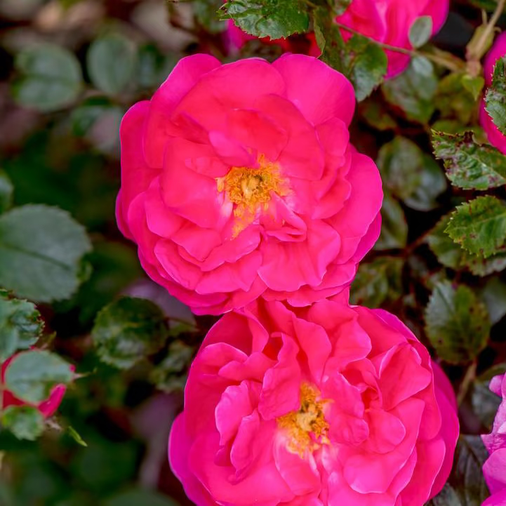 Highwire Flyer Climbing Rose | Pink Climbing Rose | Grace Rose Farm