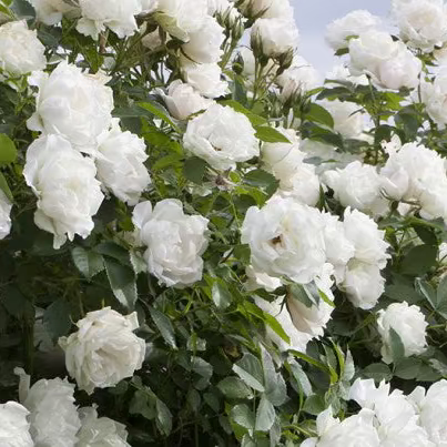 Meidiland® White Bare Root Rose Bush
