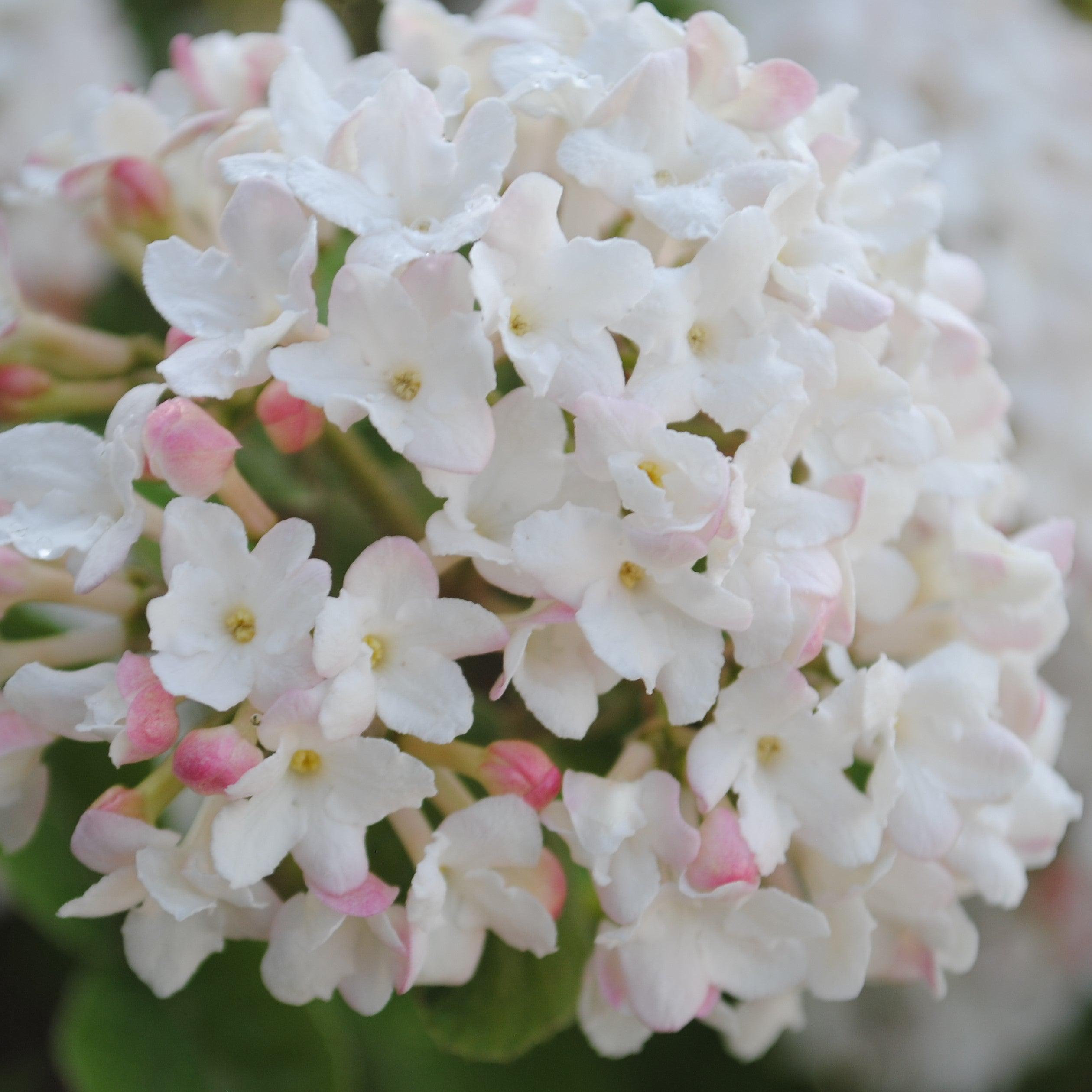Viburnum carlesii Spice Island™ Potted Korean Spice Viburnum Bush