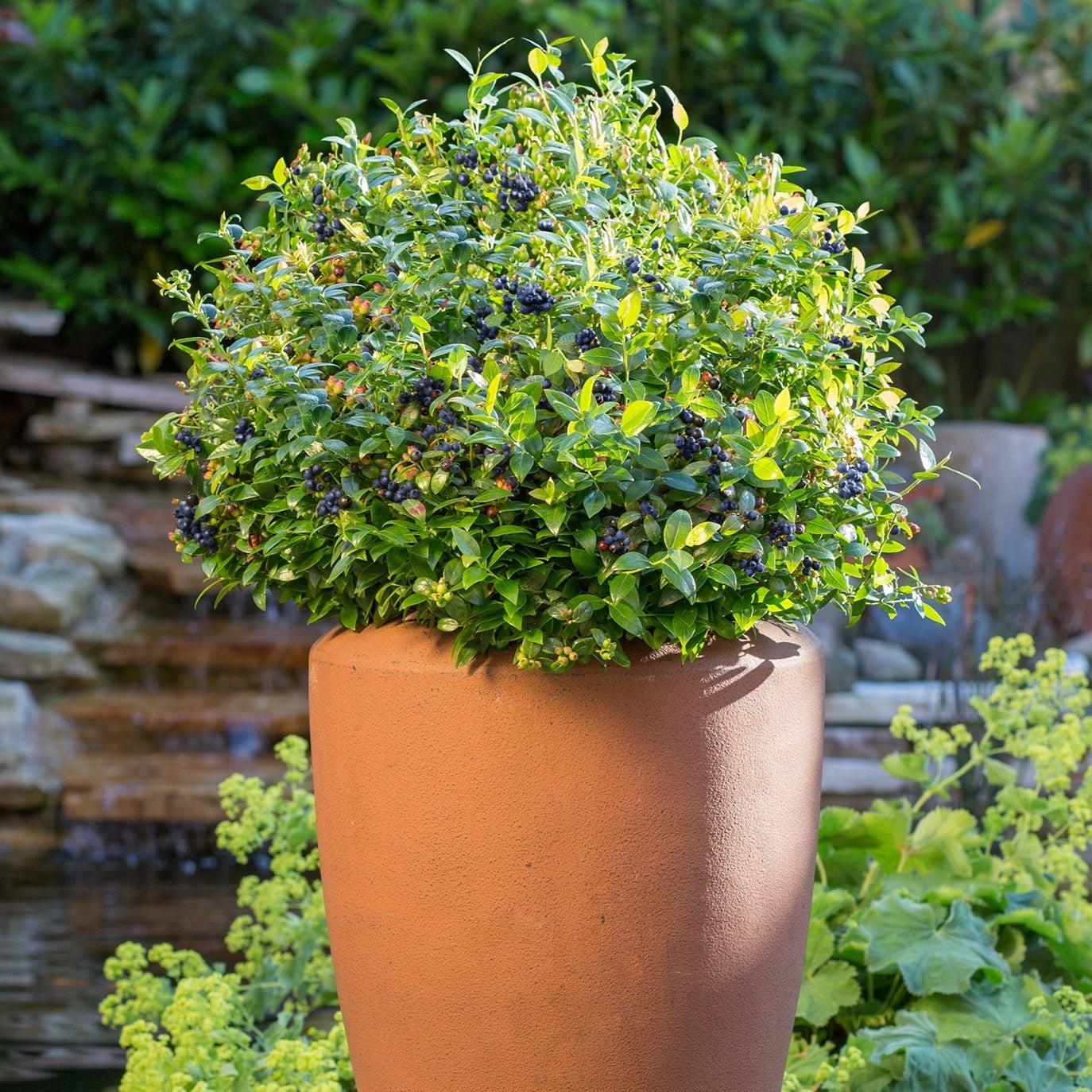 Blueberry Bushel and Berry® BerryBux® Potted Blueberry Plant