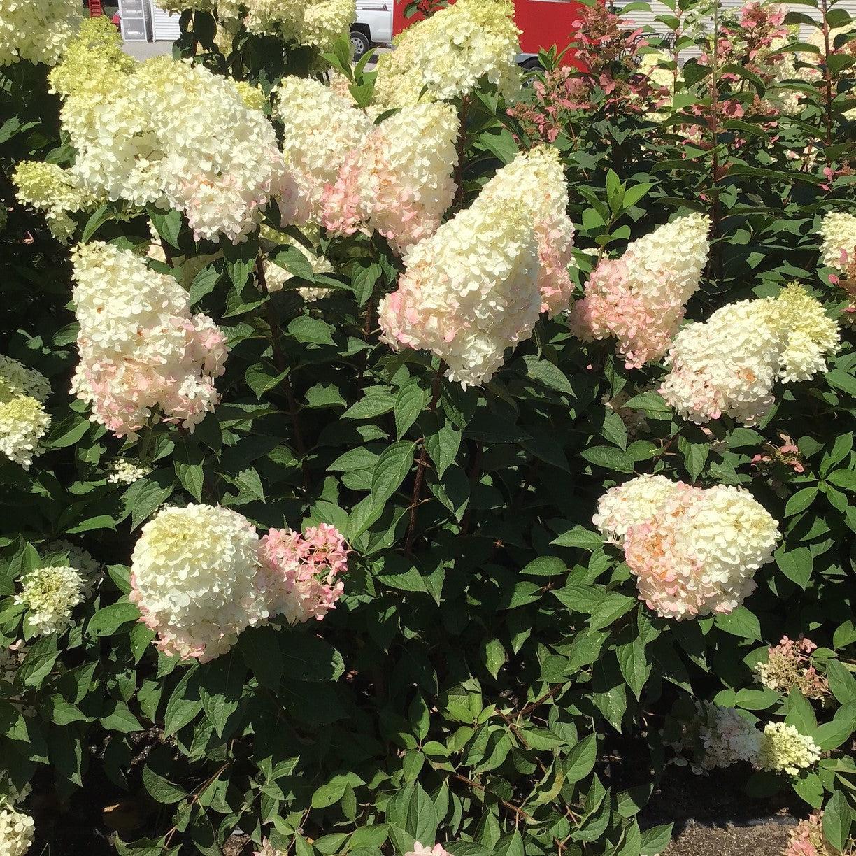Hydrangea Magical® Ruby Snow Potted Panicle/Hardy Hydrangea Bush