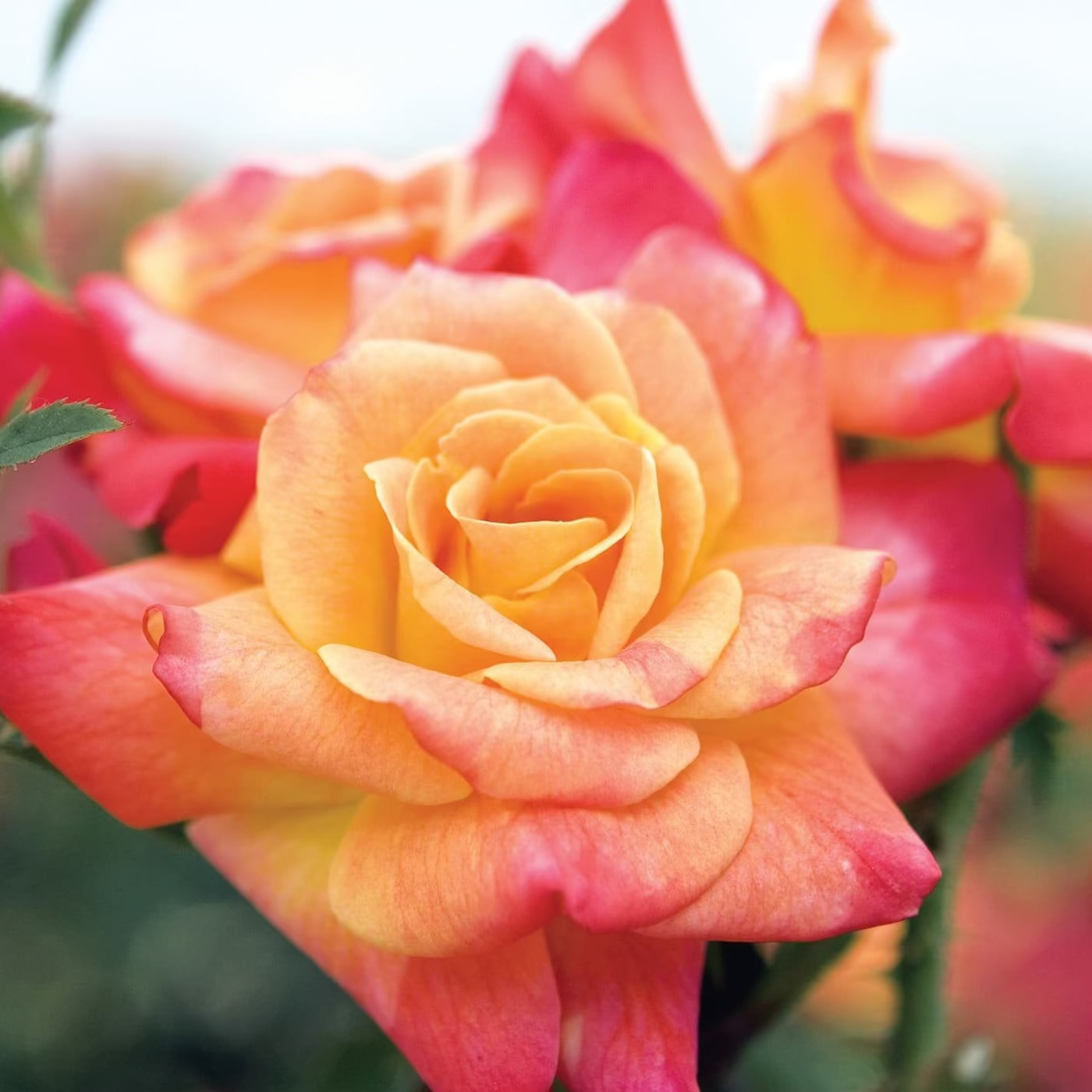 Joseph's Coat Potted Climbing Rose