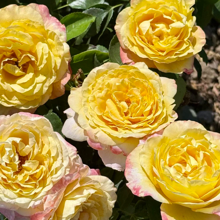 Joyride™ Bare Root Rose Tree