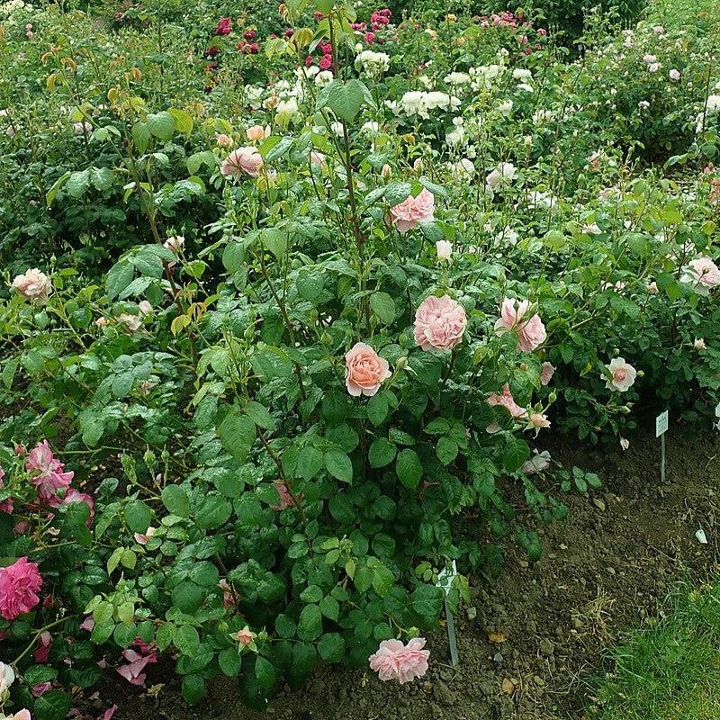 David Austin® Strawberry Hill® Climbing Potted Rose