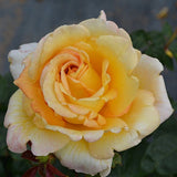 Oregold ™ Potted Rose Bush