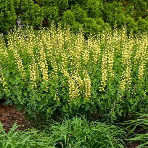 Proven Winners® Baptisia Decadence® Lemon Meringue Potted Baptisia Plant