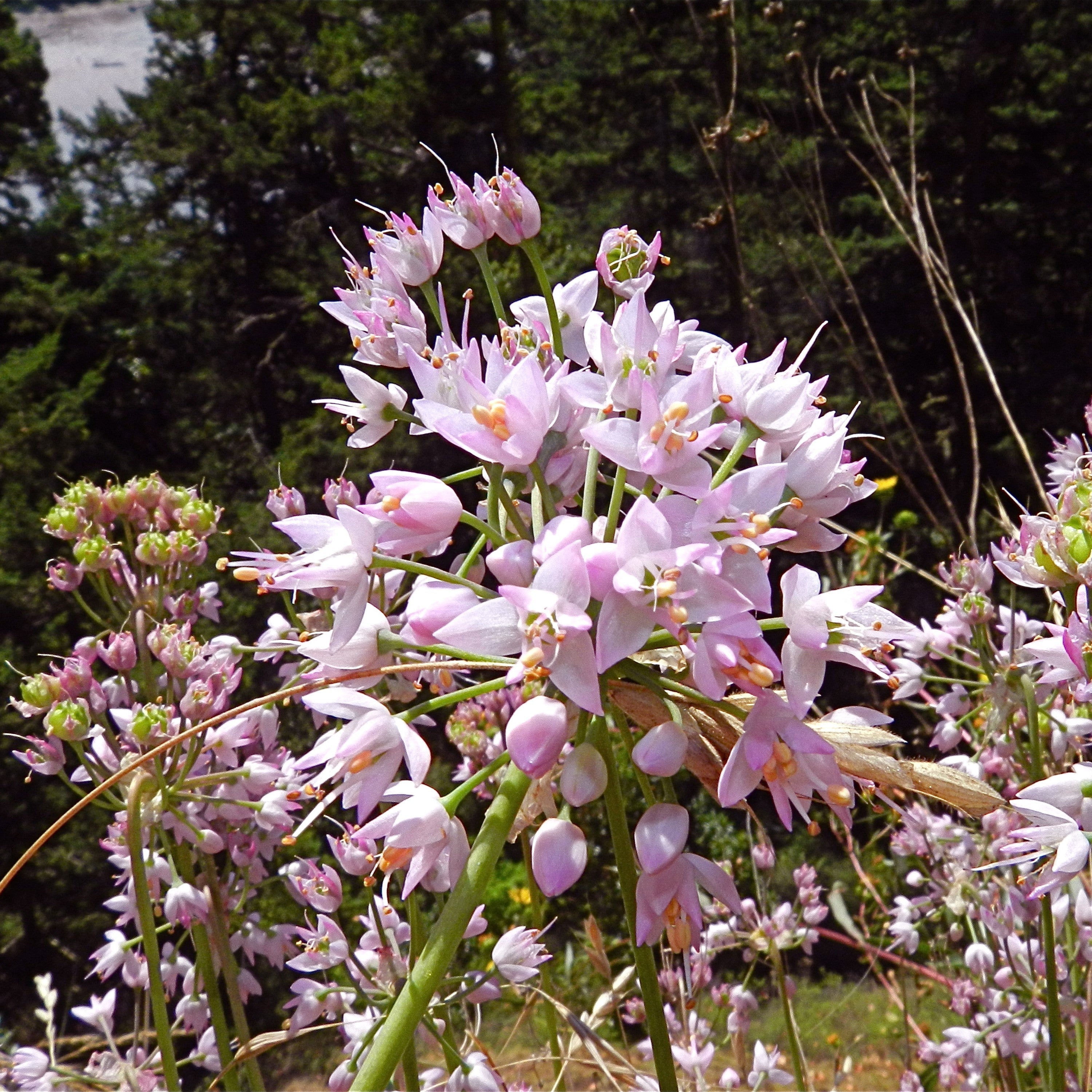 Allium cernuum Potted Ornamental Onion Plant