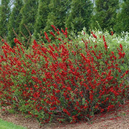 Chaenomeles speciosa 'Scarlet Storm' USPP 20,951 - PW® Double Take™ Scarlet Flowering Quince