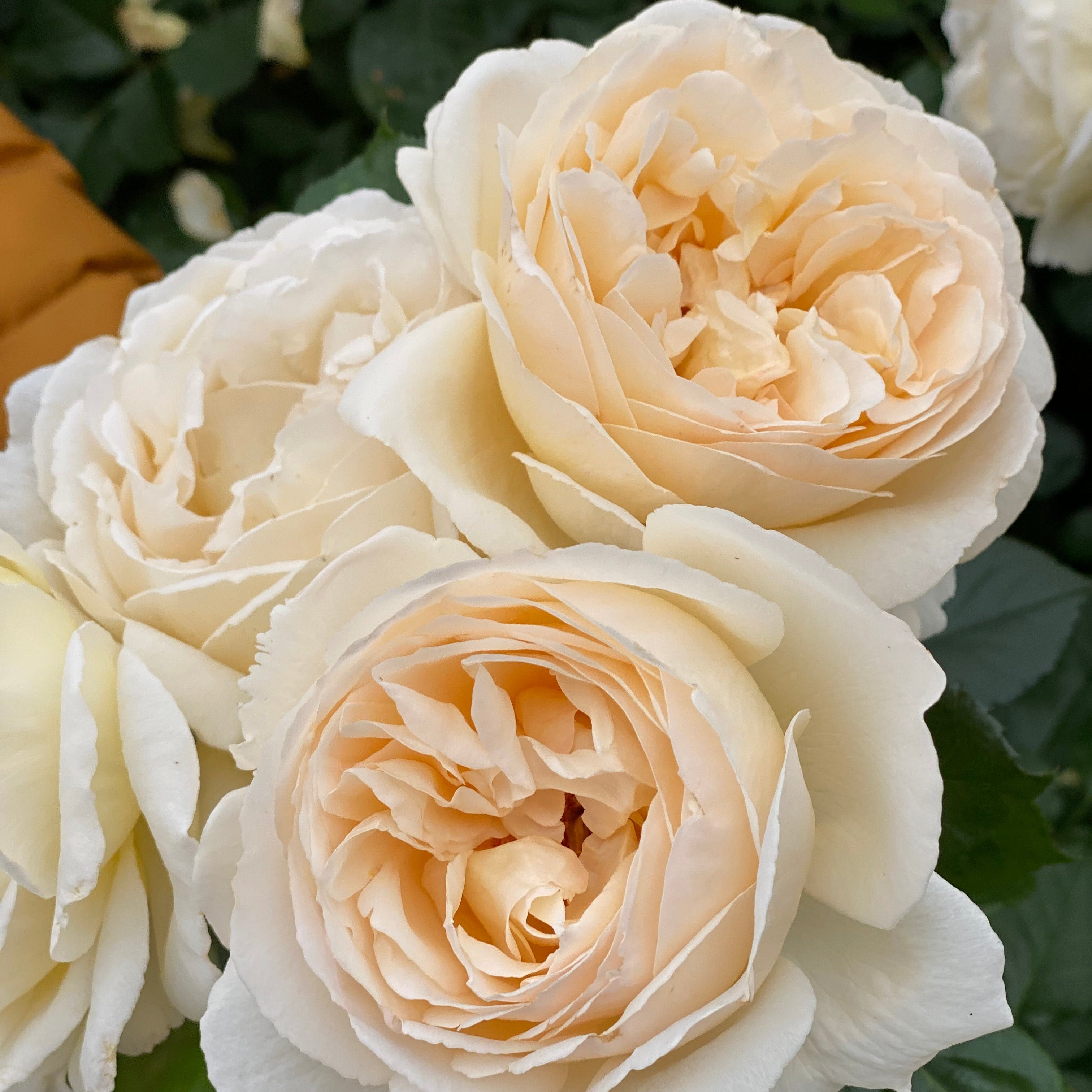 Wilhelmina-Grace™ Bare Root Rose Bush