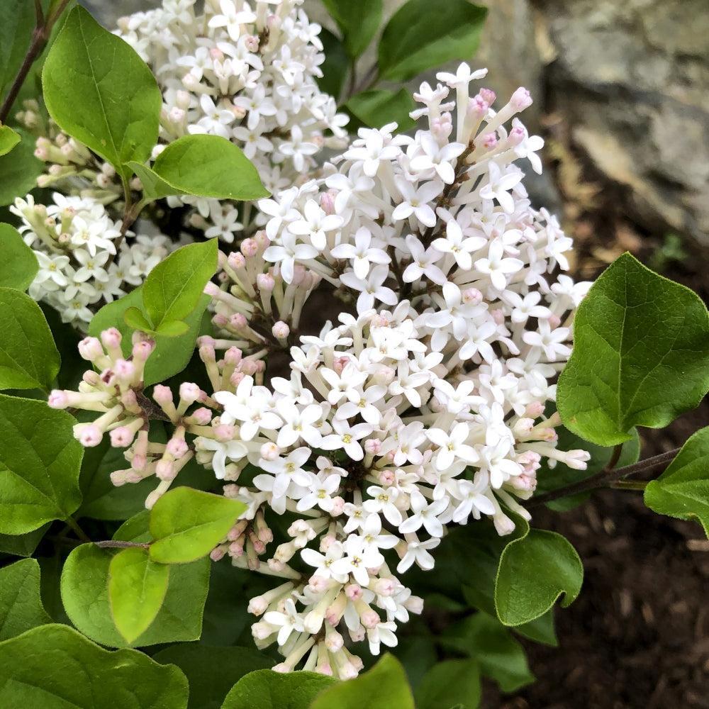 Lilac Bloomin' Easy® Pearl Potion™ Potted Korean Lilac Bush