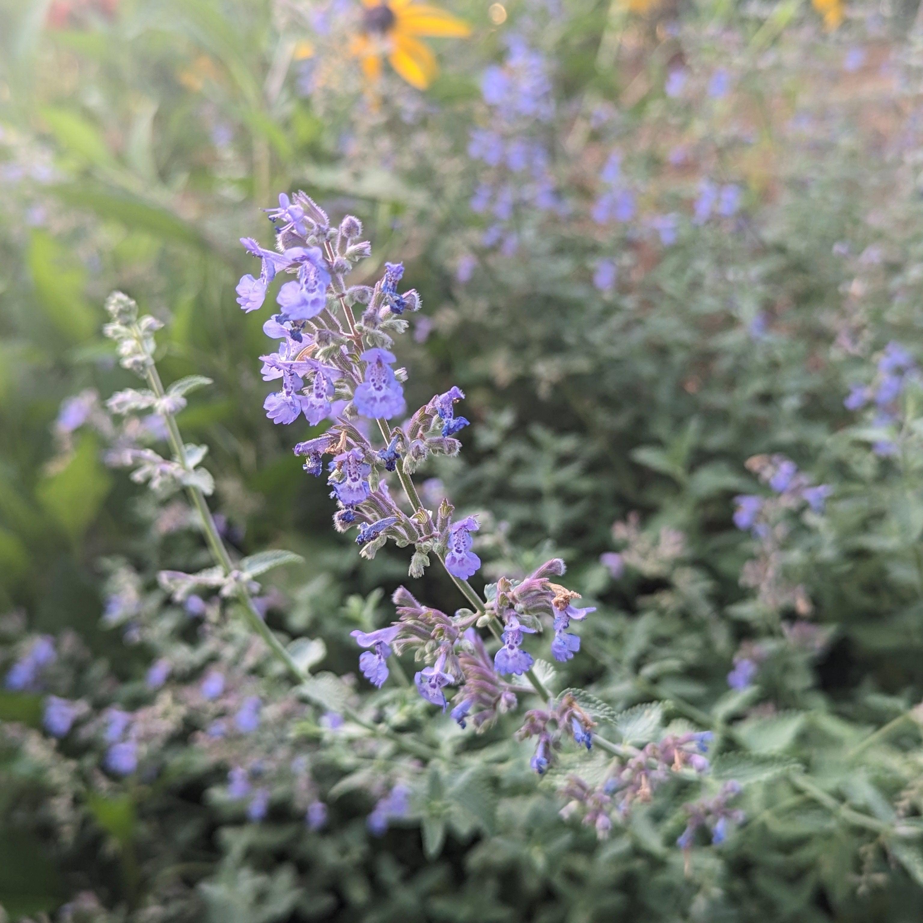 Catmint Walker's Low Potted Catmint Plant