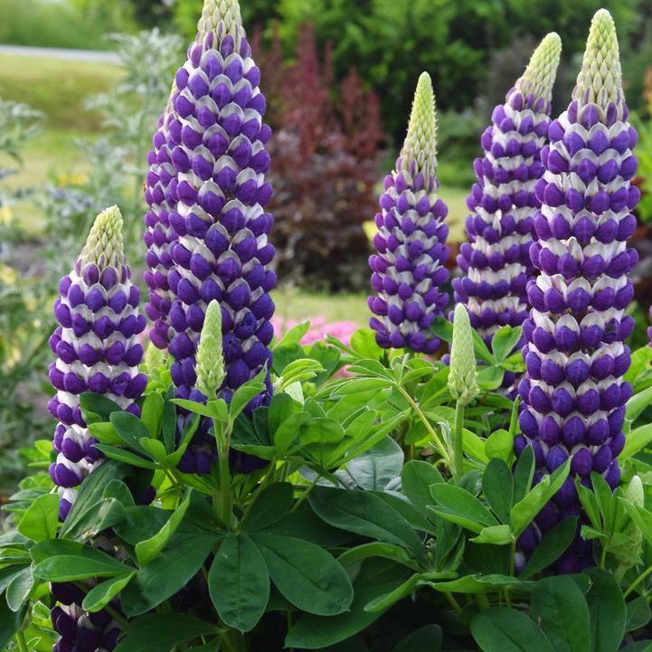Lupine Westcountry™ Blacksmith Potted Lupine Plant