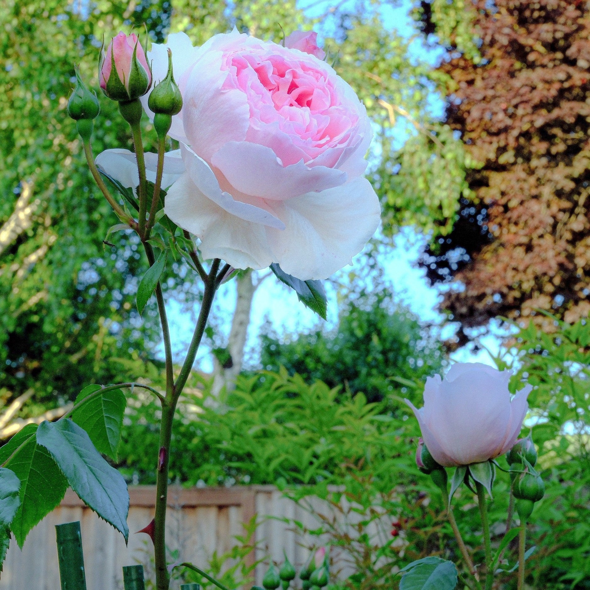 David Austin® The Wedgwood Rose™ Potted Rose Bush