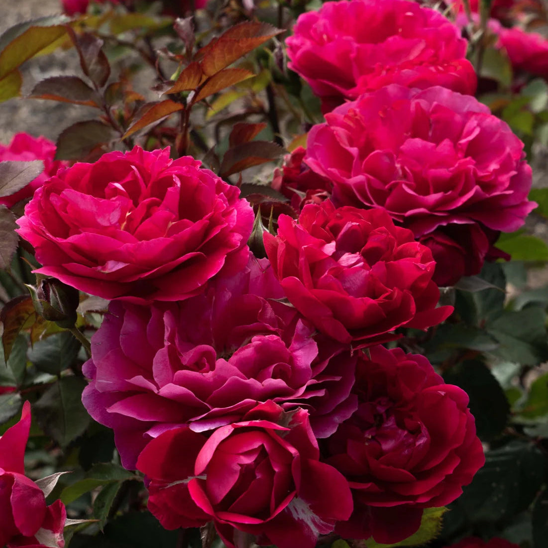 Triple Knock Out® Bare Root Rose Bush